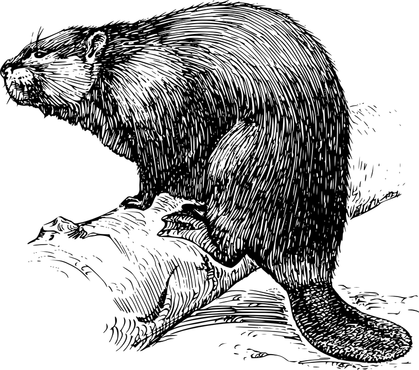 Download Wallpaper of black pen drawing of beaver PNG