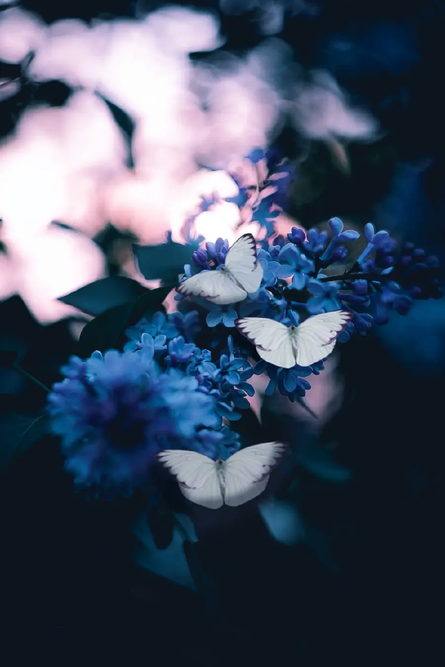 Download free and high-quality backgrounds for iPhone with cute butterfly designs