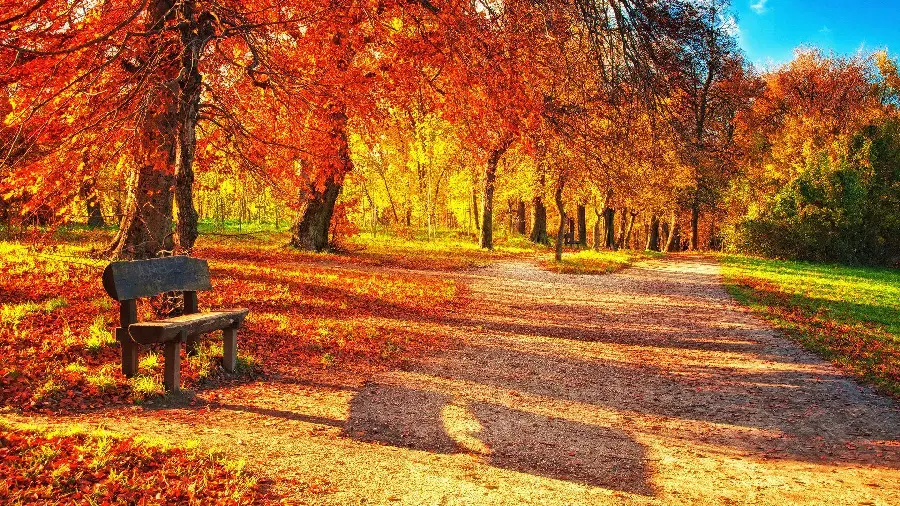Autumn Photo in the Forest Park
