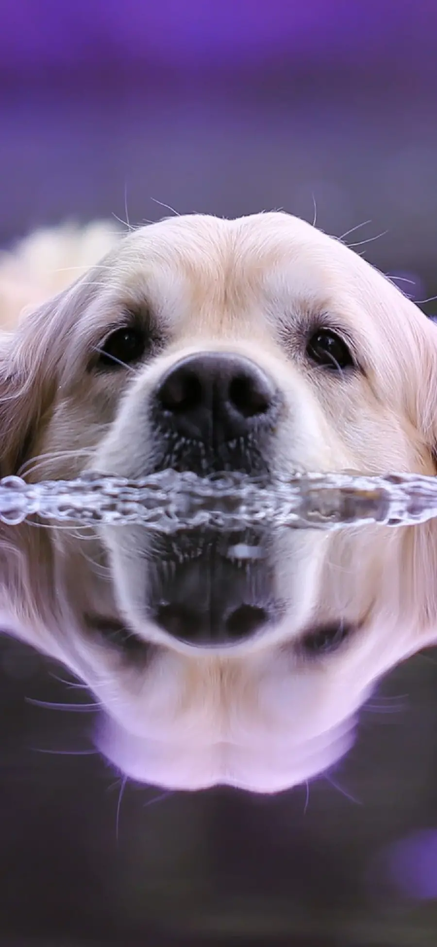 4K quality wallpaper of a beautiful dog suitable for the phone screen 