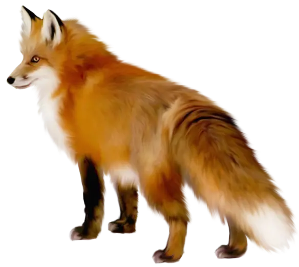 Very beautiful photo with excellent resolution of real fox PNG