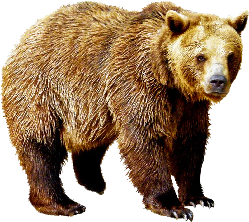 Grizzly Bear PNG Photo Teleported with Direct Link