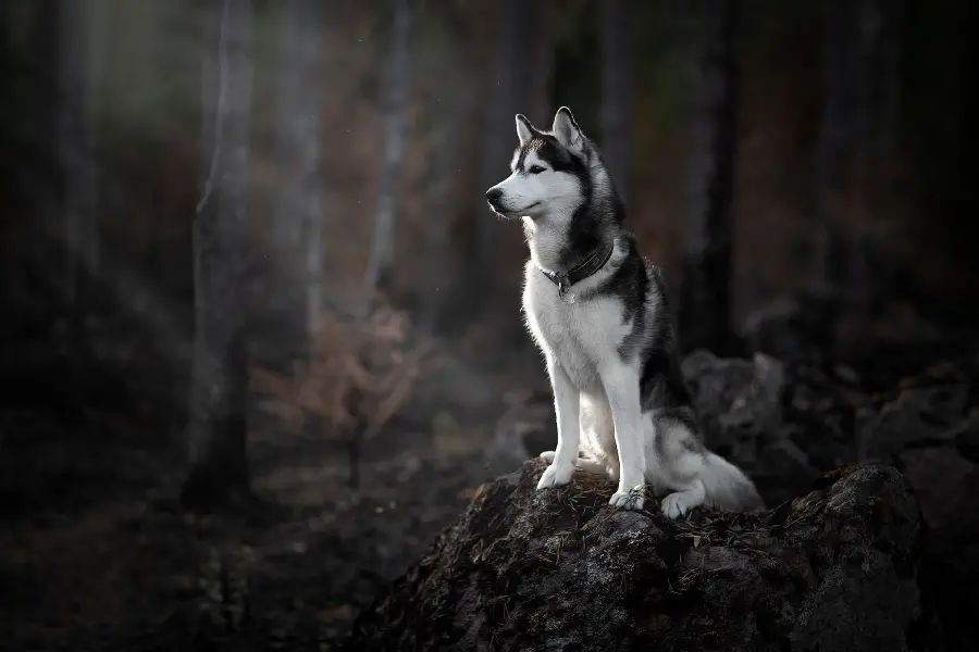 Amazing photo of Husky for high quality profile