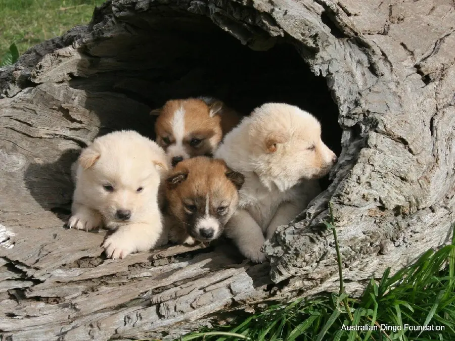 Download high-quality photos of dingo puppies for your profile