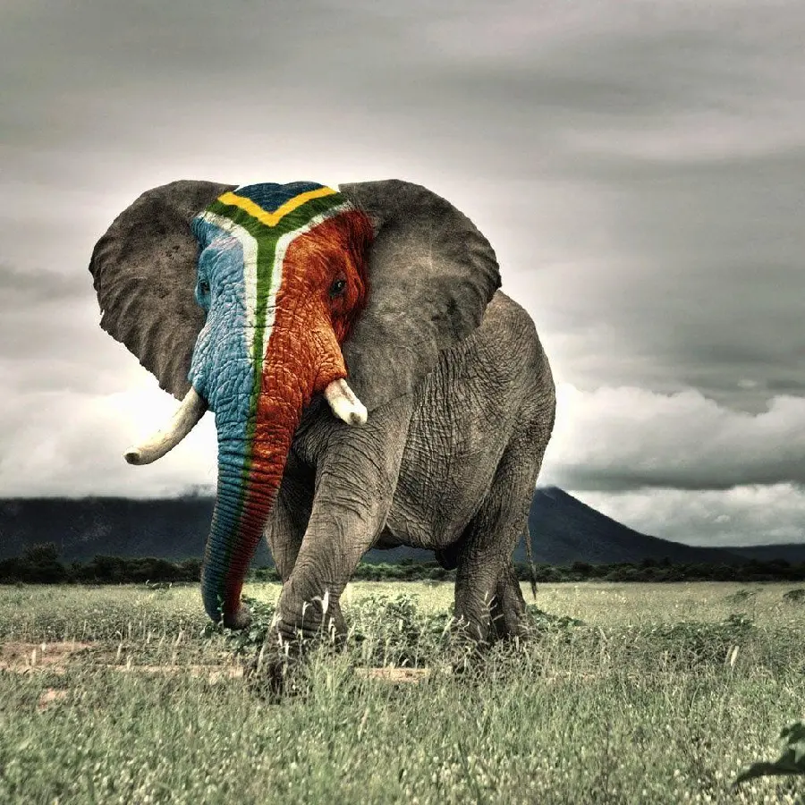A picture of an elephant's head painted in African tribes with quality for wallpaper