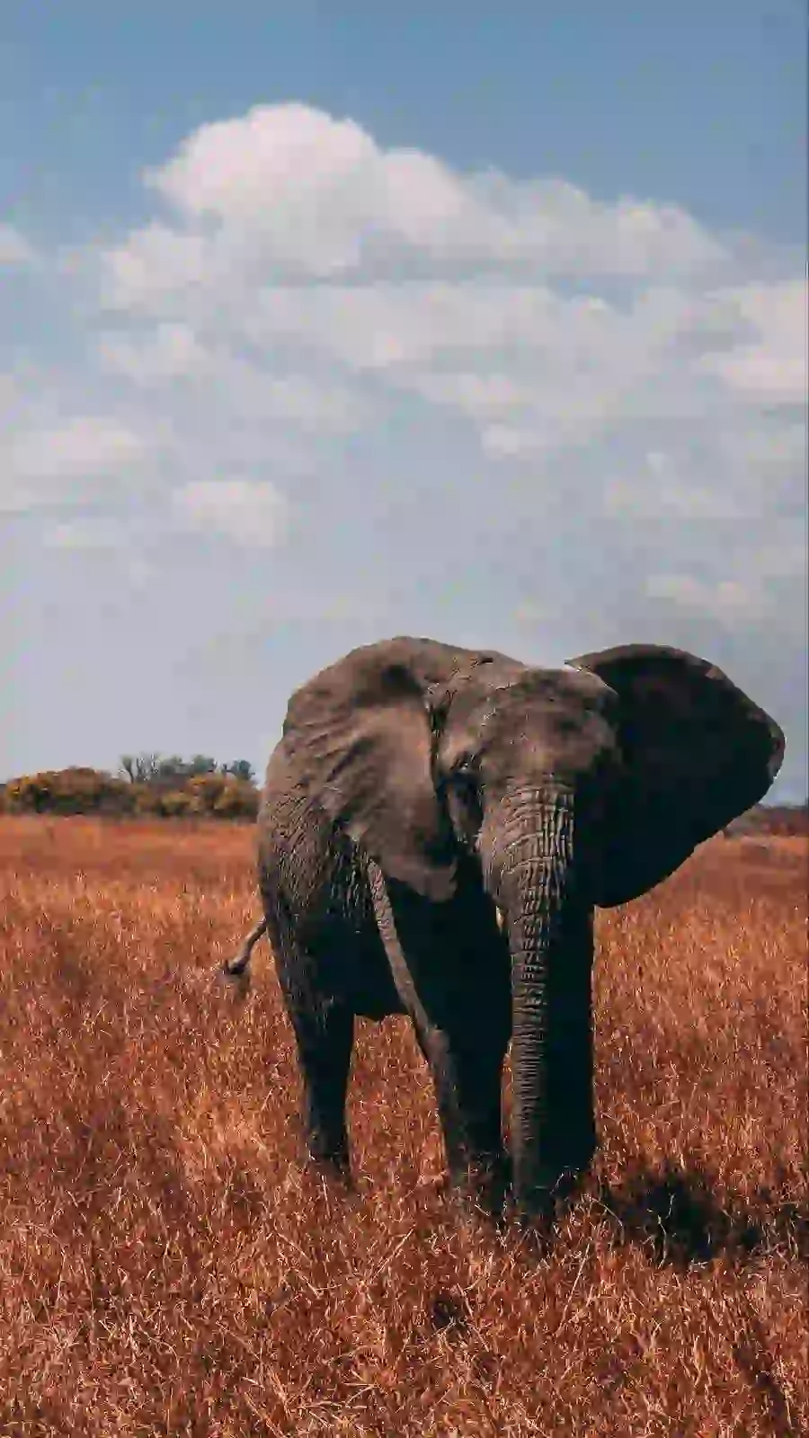 A quality stock photo of an elephant walking in the grasslands