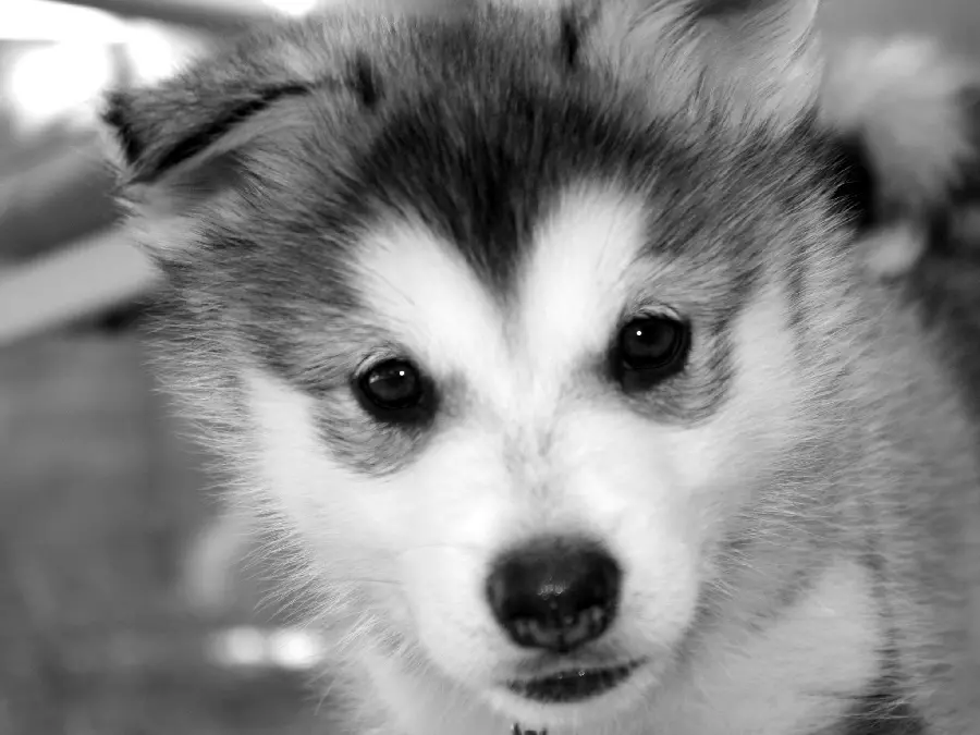 Unique black and white profile picture of a husky puppy