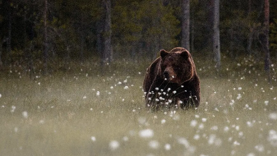 Stunning Black Bear Stock Image HD
