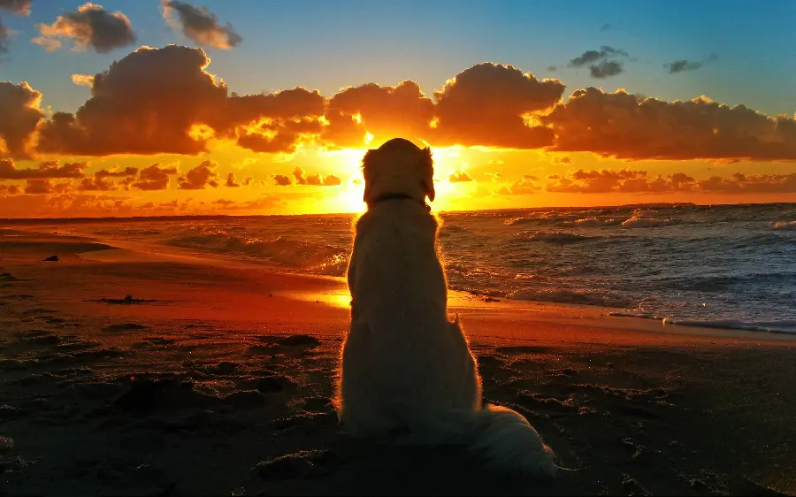Wallpaper Amazing Labrador Retriever with Sunset Background 