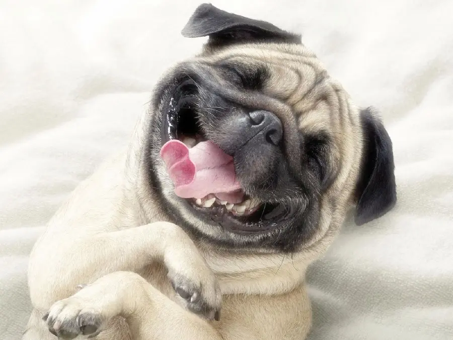 Laughing pug dog profile picture with direct download link