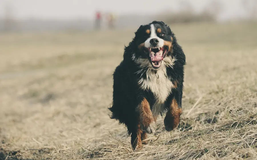 4K Resolution Photo of Bernese Mountain Dog