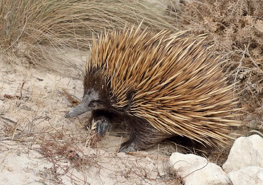 Anteater or spiny anteater or echidna
