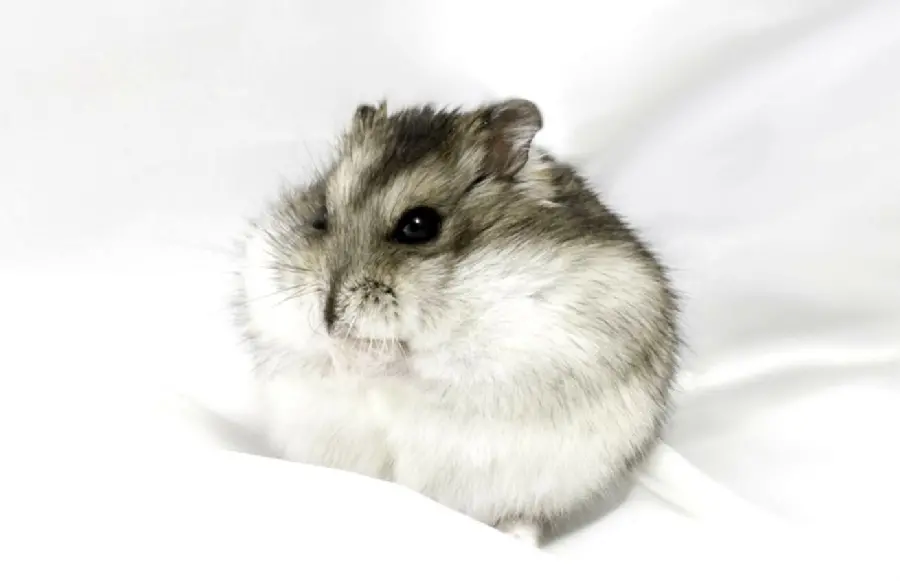 Button-eyed hamster on a white background