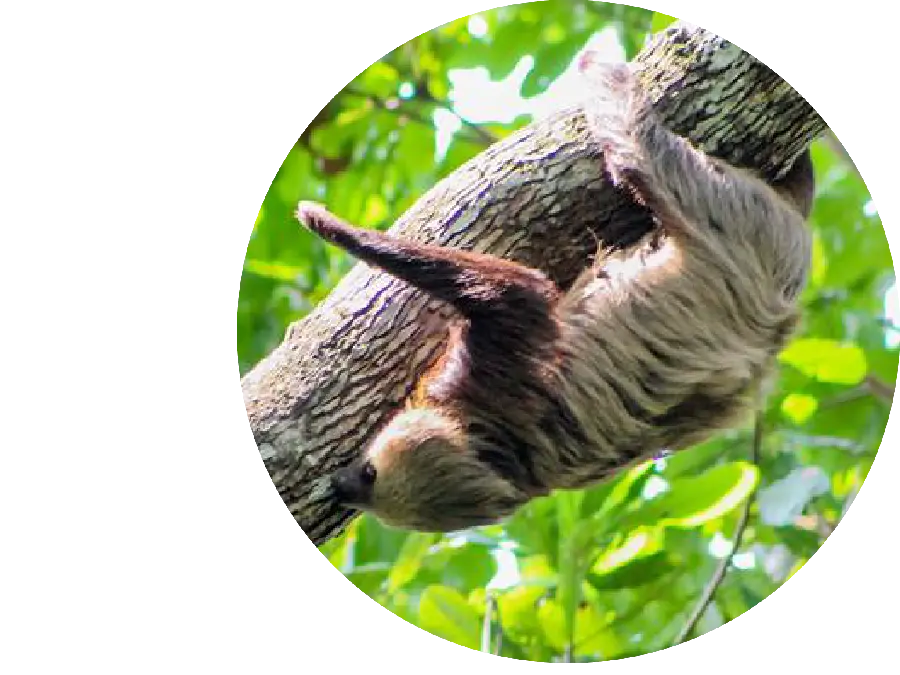 Profile image for virtual networks of sloth PNG