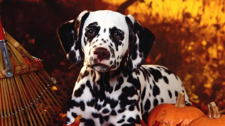 Cool background image of a Dalmatian dog 4K for printing a picture