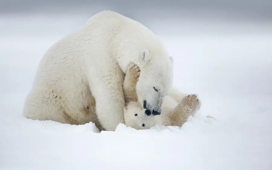 Polar bear cub profile photo with direct link