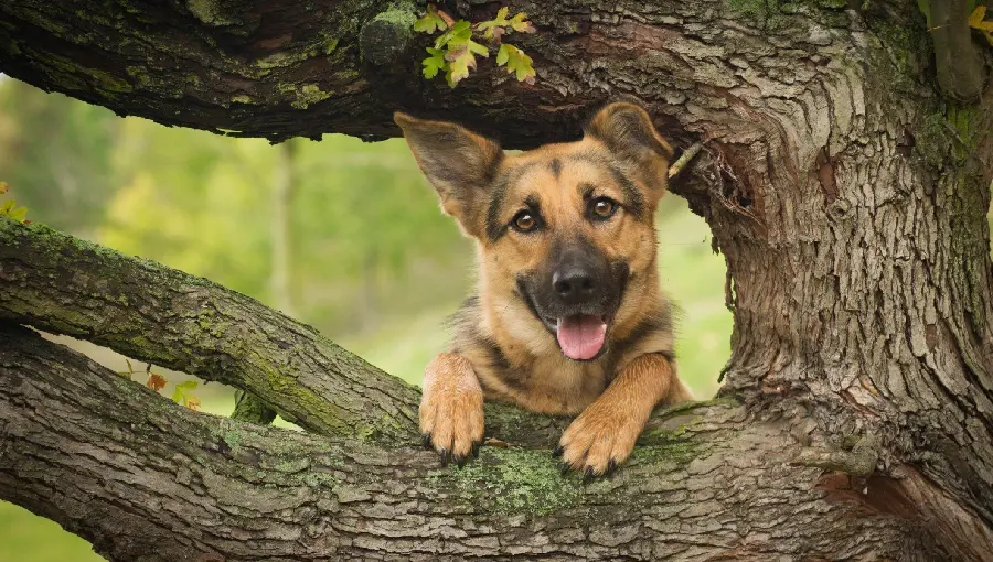 Spectacular German Shepherd Rex dog wallpaper on a tree trunk