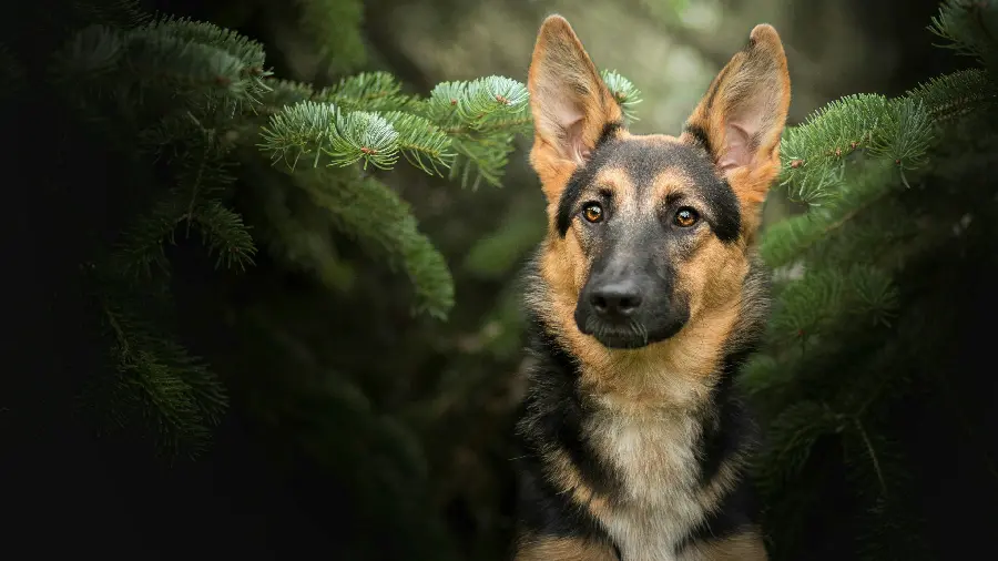 Download attractive German Shepherd Rex backgrounds