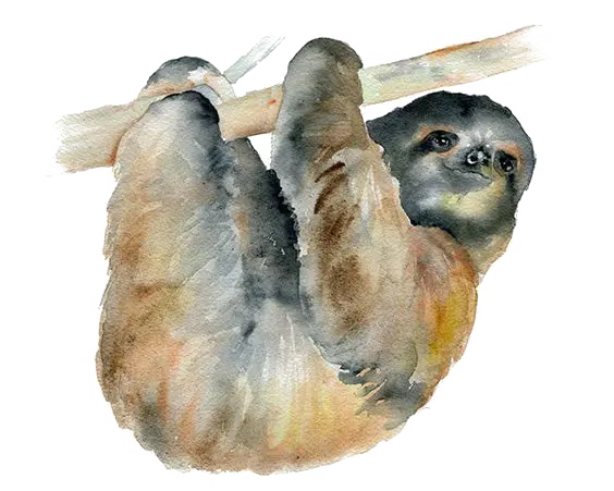 Amazing wallpaper of the interesting sloth animal PNG