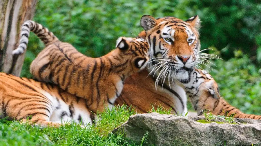 A strange and rare photo of a Bengal tiger family with its cubs