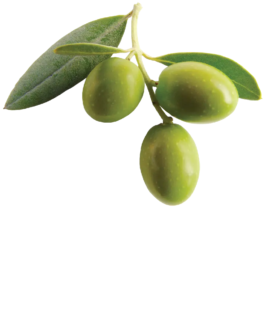 Olive in PNG format and downloaded with transparency