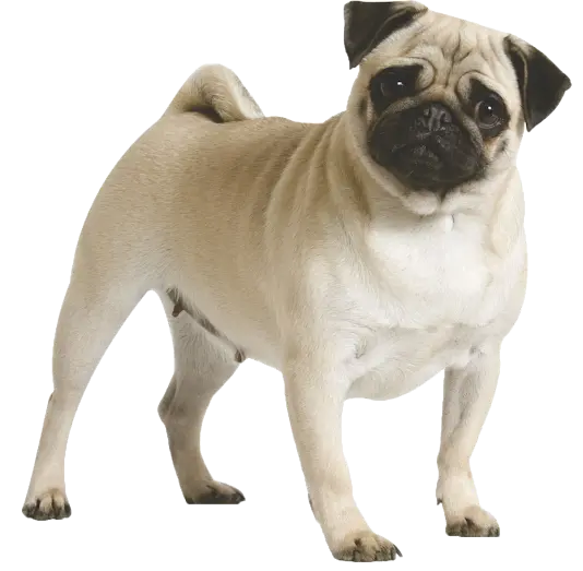 Real Pug Dog Background Image with Small Size in PNG Format