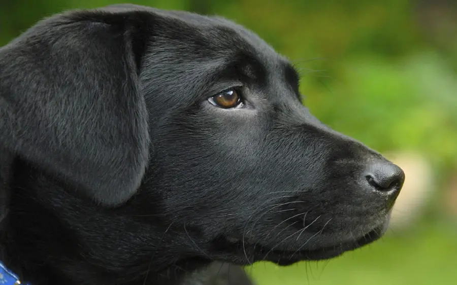 Stylish and classy profile picture of a black dog suitable for Instagram and Rubika