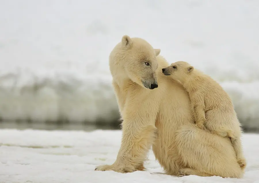 Amazing background image of a polar bear cub with super resolution