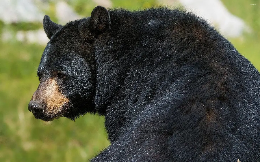 Black Bear Wallpaper HD