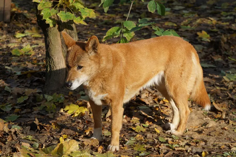 High quality photo taken of dingo or Australian wild dog