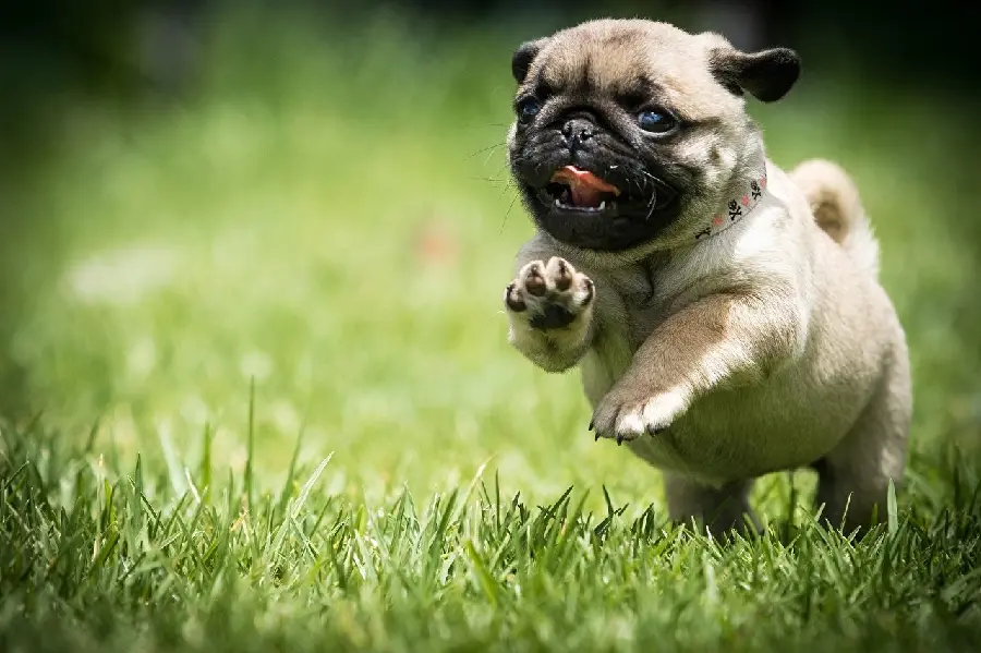 Amazing pug puppy background with the best possible quality