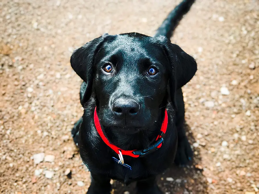Free High Quality Labrador Retriever Wallpaper