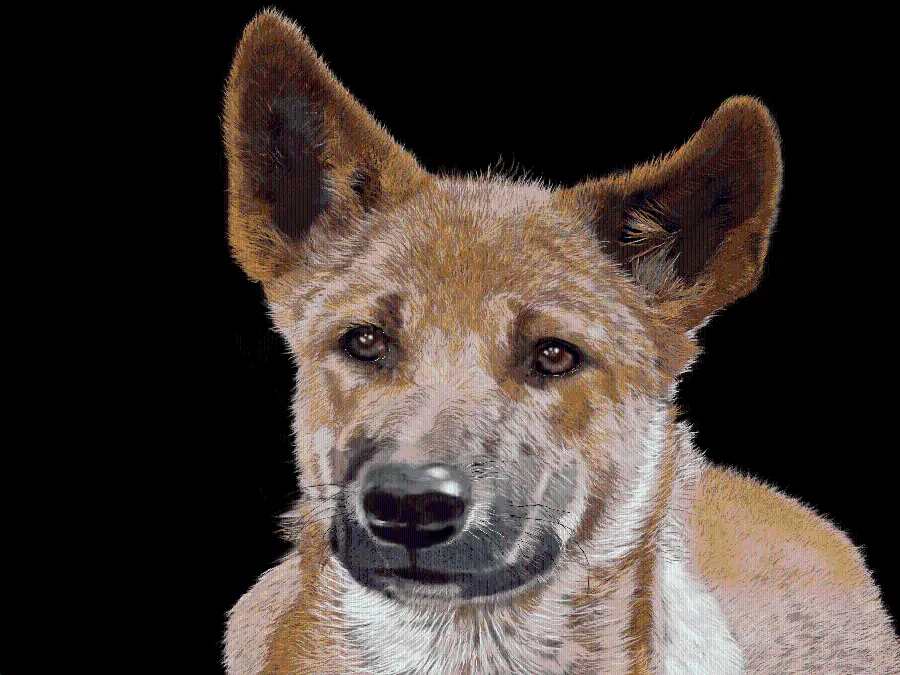 Dingo or Australian Wild Dog Stock Photo Teleported