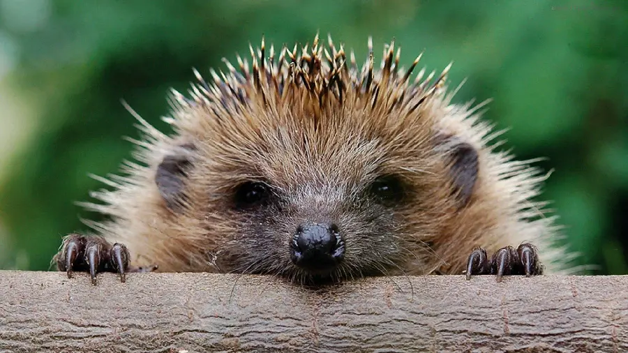 FULL HD quality stock photo of a baby hedgehog for printing