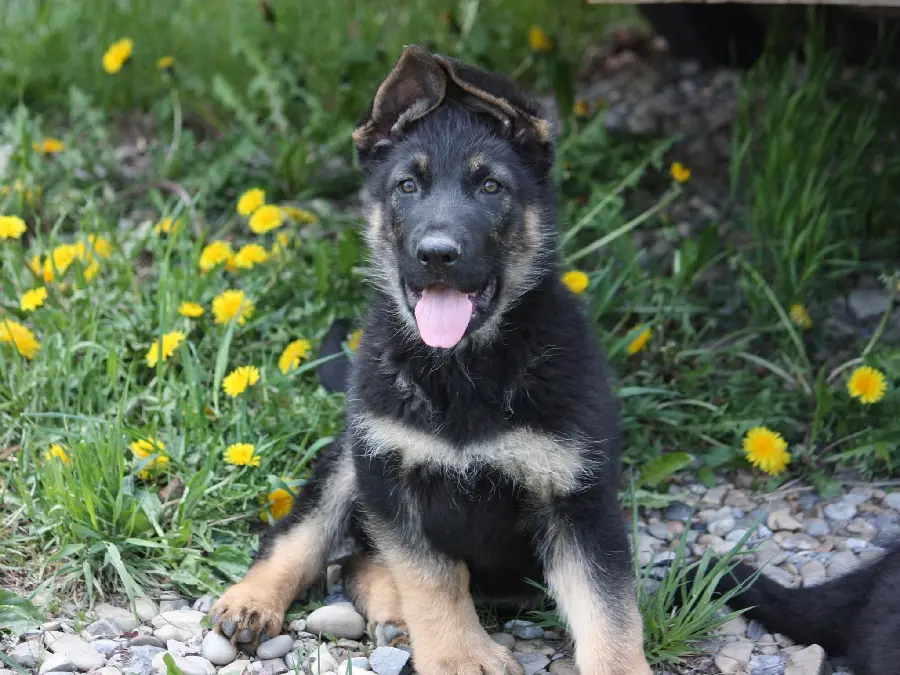 Download Background for Laptop of German Shepherd Rex