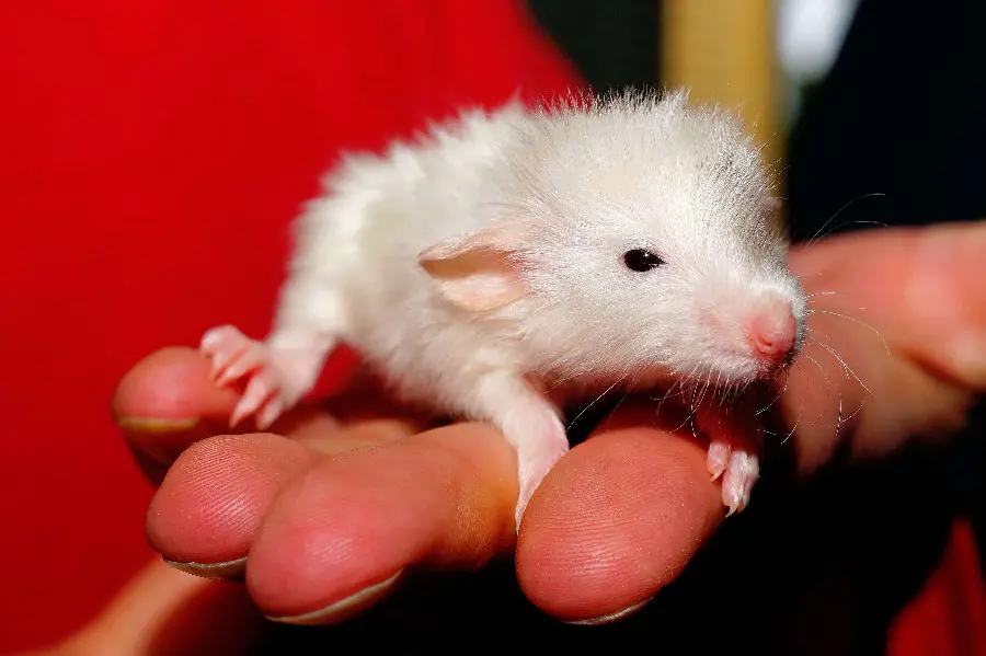  Download stock image of a beautiful white laboratory mouse 