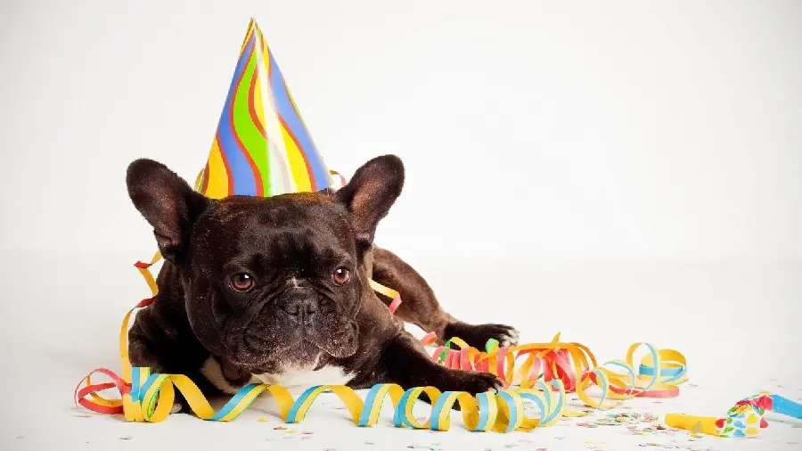 Download Photo Very beautiful wallpapers with Valentine's theme and dog design