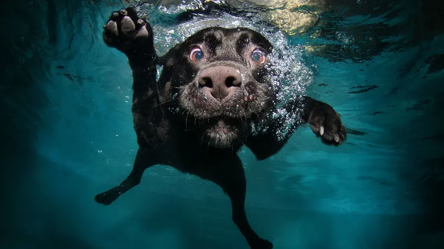 Very beautiful and special photos of dogs with pleasant 4K quality