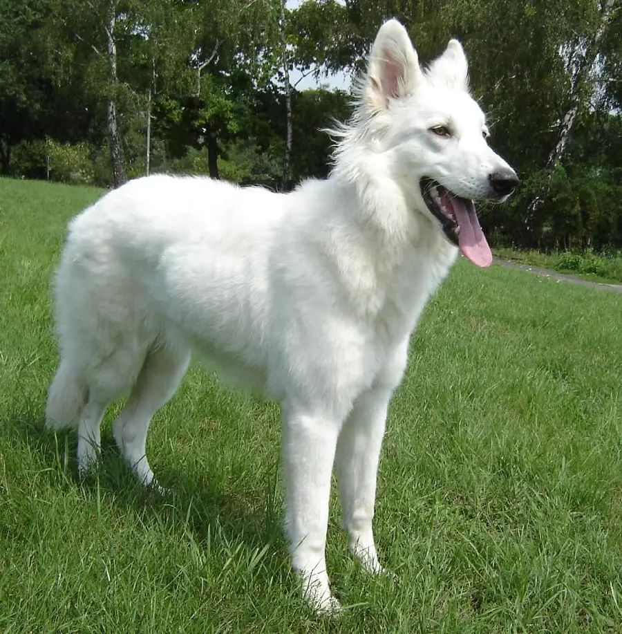 Download image of white German Shepherd or Swiss Berger Blanc 