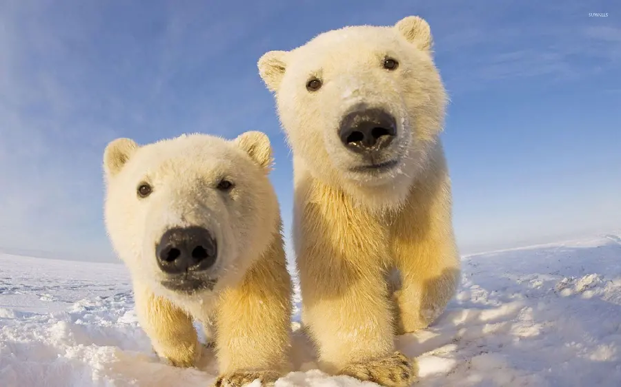 Download Wallpaper with the Best Angle of Photography of Bear Cubs