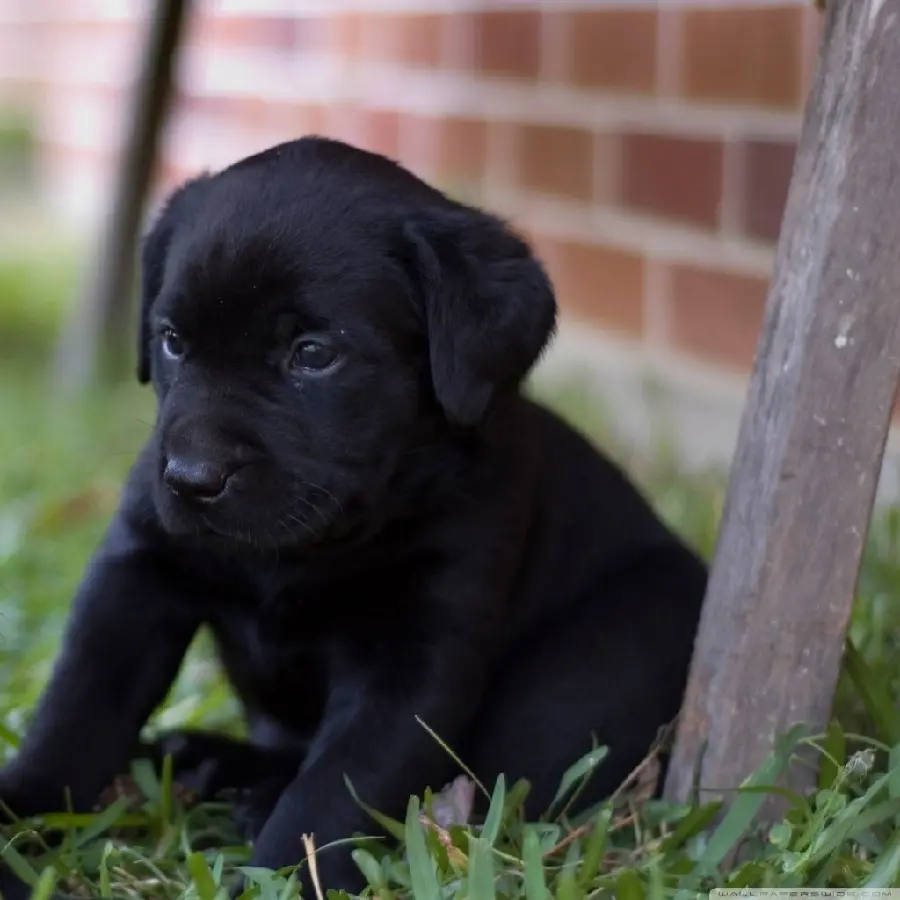 Beautiful profile photo of a cute Labrador Retriever puppy