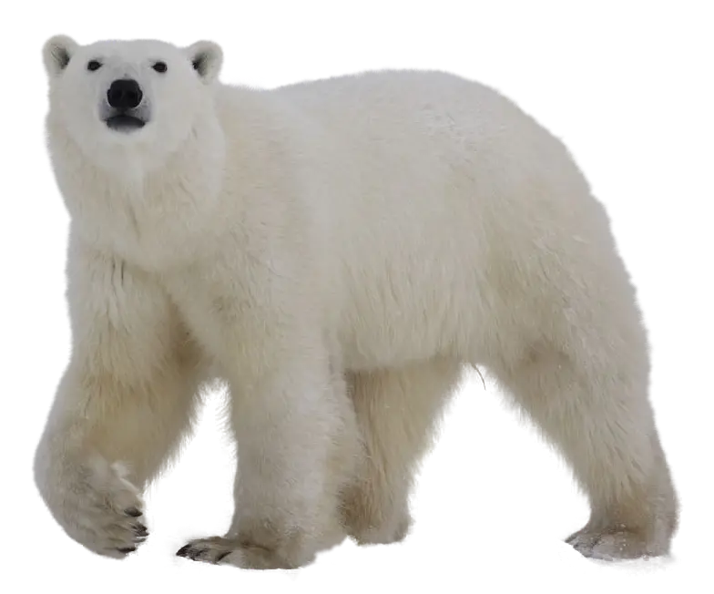 Free Download Polar Bear Background Image PNG