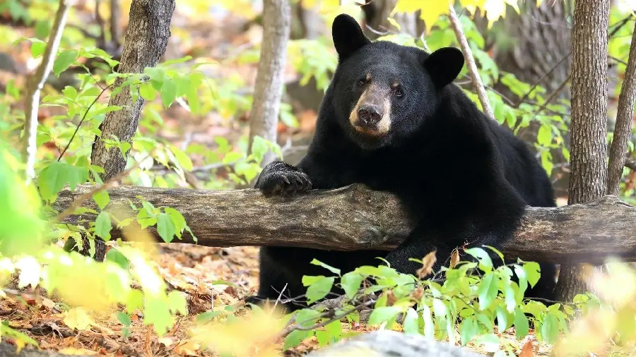 Download HD Background of Black Bear Napping