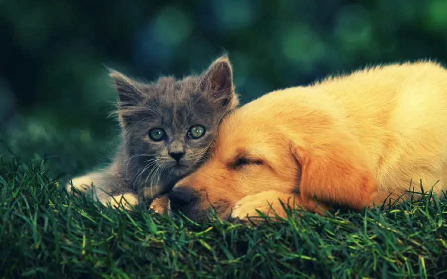 Beautiful Wallpaper of a Sleeping Dog for Desktop and Laptop 