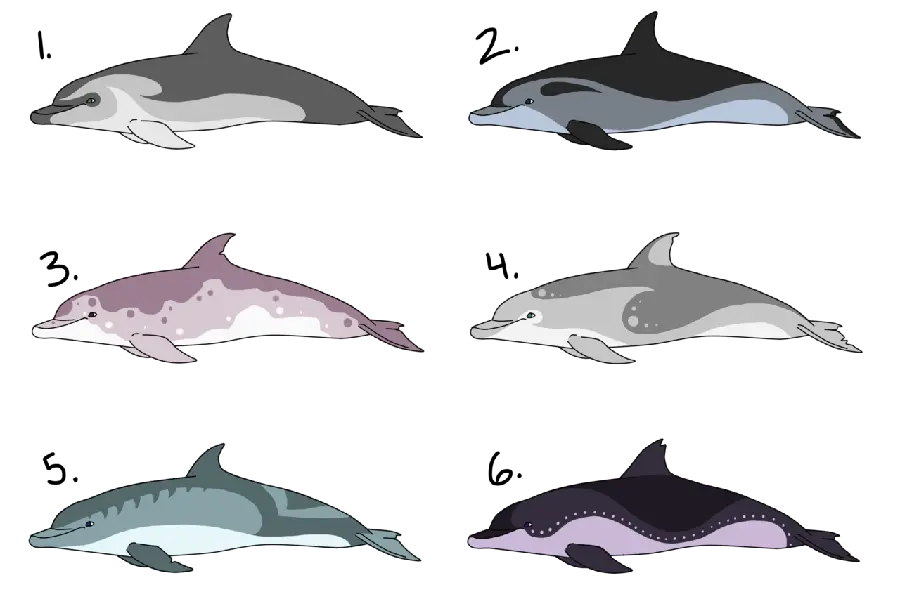 Download Dolphin PNG Image for Design Work