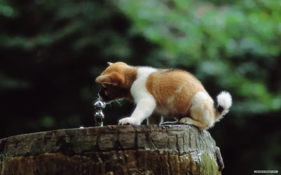 High quality profile picture of puppy Playful and beautiful dogs