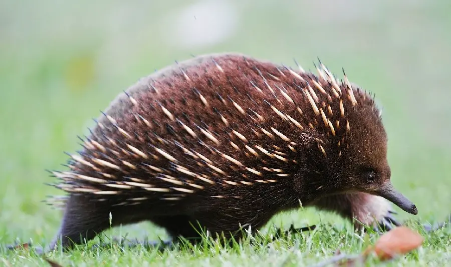 Anteater or Spiny Anteater or Echidna