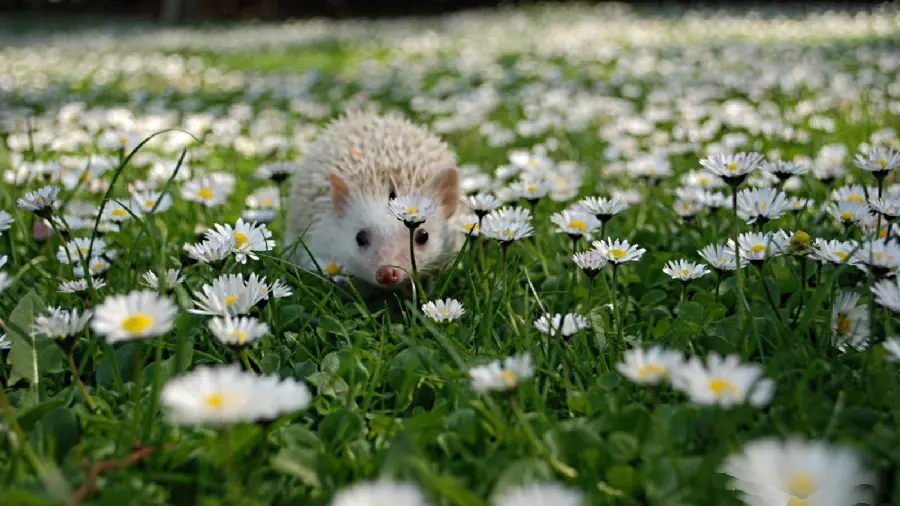 Baby hedgehog background photo Among the white flowers