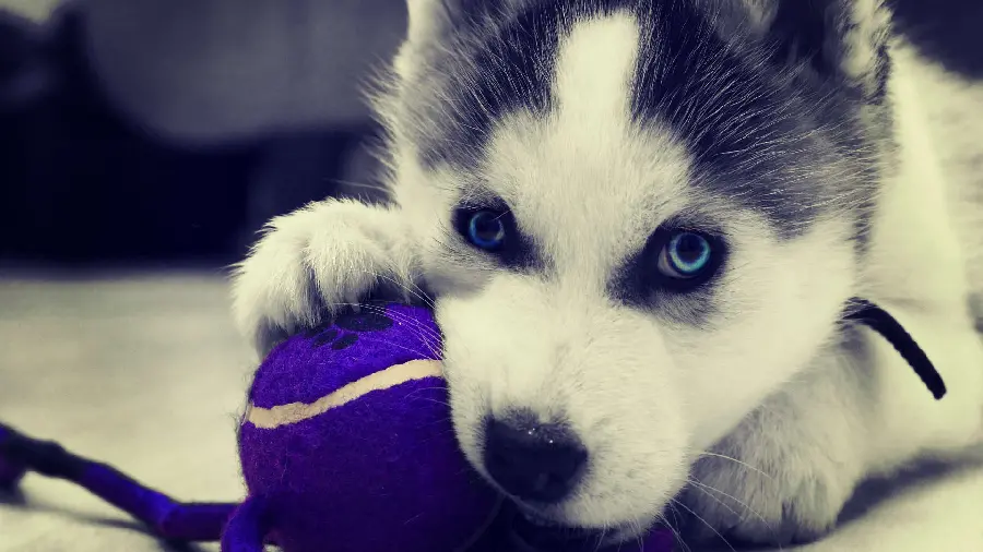High-quality background image for the desktop of a playful Husky puppy