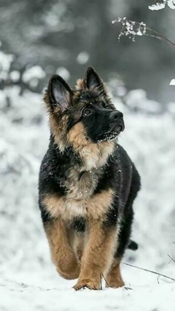 Special iPhone background with cute German Shepherd puppy design 